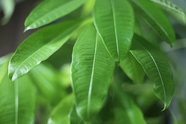 Pohled Zblízka Zelené Listy Rostliny Mangifera Indica — Stock fotografie