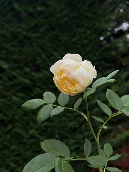 Вертикальный Снимок Цветущей Розы — стоковое фото