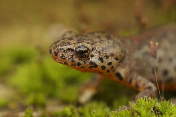 A closeup portrait of a greek alpine newt on a ground