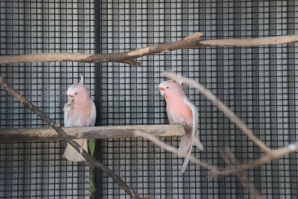 Ein Paar Niedliche Rosa Papageien Sitzen Zusammen Auf Holz — Stockfoto