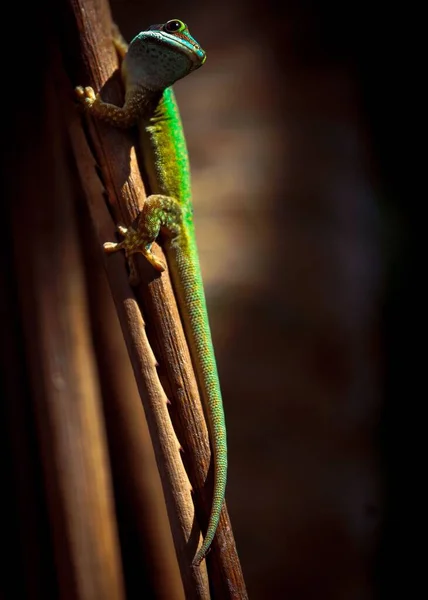 Eine Nahaufnahme Von Gecko Der Auf Einem Pflanzenstamm Hockt — Stockfoto