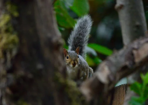 Eine Flache Aufnahme Eines Eichhörnchens Das Auf Einem Baum Sitzt — Stockfoto