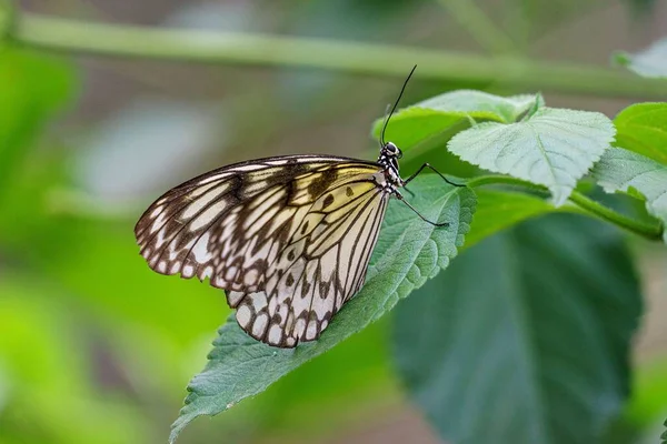 Detailní Záběr Velké Stromové Nymfy Idea Leuconoe Motýl Sedí Zeleném — Stock fotografie