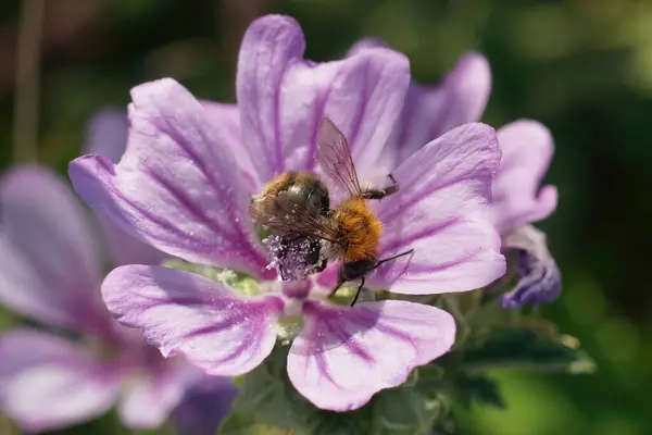 Ένα Κοντινό Πλάνο Ενός Καφέ Bumblebee Ένα Μωβ Λουλούδι Malva — Φωτογραφία Αρχείου