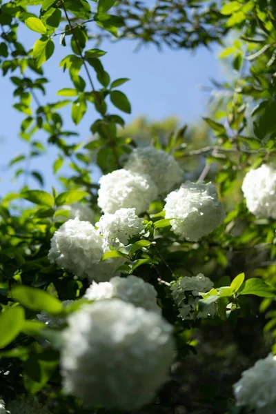 Tiro Vertical Belas Flores Brancas Bola Neve Crescendo Jardim — Fotografia de Stock