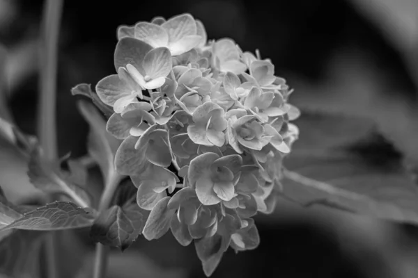 Tiro Escala Grises Flores Hortensia —  Fotos de Stock