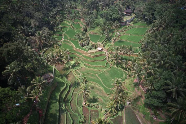 Una Vista Aérea Las Verdes Terrazas Arroz Tegalalang Bali Indonesia —  Fotos de Stock