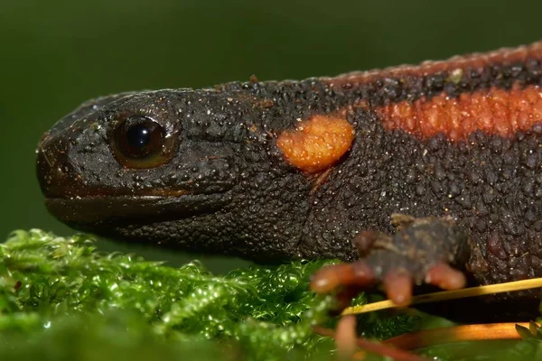 Tylototriton Kweichowensis — 스톡 사진