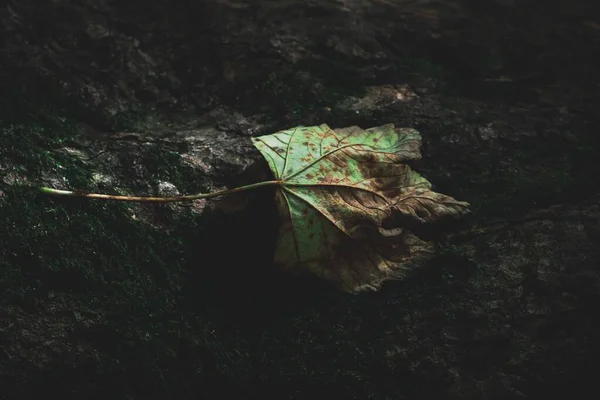 Primo Piano Una Foglia Marrone Verde Morta Asciugante Pavimento Foresta — Foto Stock