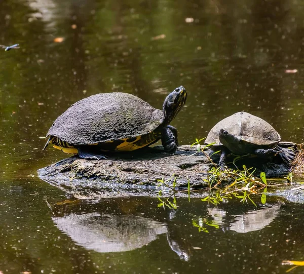 Eine Nahaufnahme Von Schildkröten Auf Felsigem Untergrund Über Einem Teich — Stockfoto