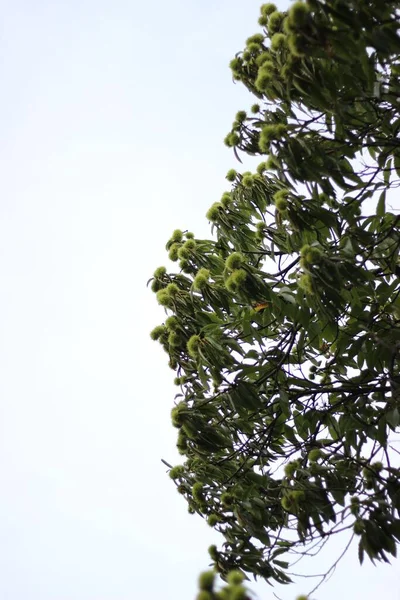Zbliżenie Kasztanowca Gałęzie Drzewa — Zdjęcie stockowe