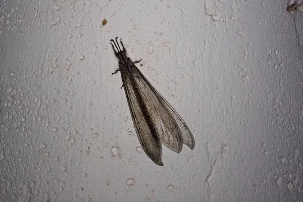 Geceleri Duvarda Bir Karınca Nın Yakın Çekimi — Stok fotoğraf