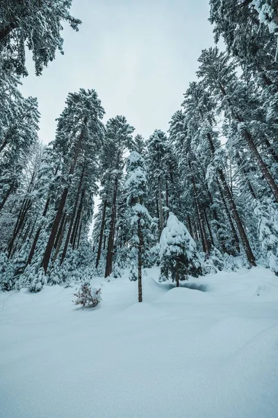 Вертикальный Снимок Замерзших Деревьев Покрытых Снегом Снежных Белых Горах Облачным — стоковое фото