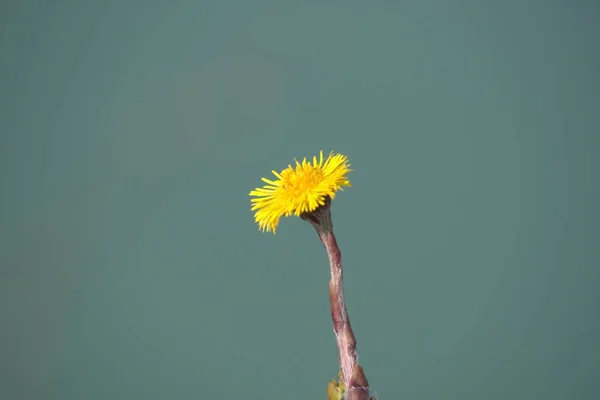 Желтый Цветок Синем Фоне — стоковое фото