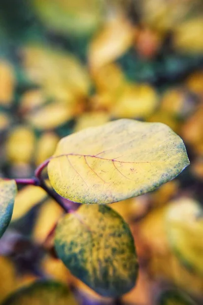 Eine Selektive Fokusaufnahme Von Herbstblättern — Stockfoto