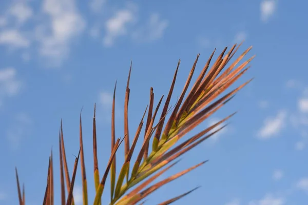 Detailní Záběr Palmového Listu Pozadí Modré Oblohy — Stock fotografie