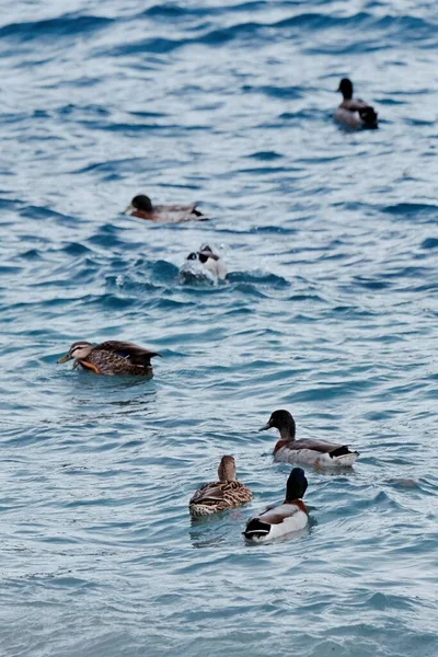 Vertical Shot Ducks Swimming Pond — Stok fotoğraf