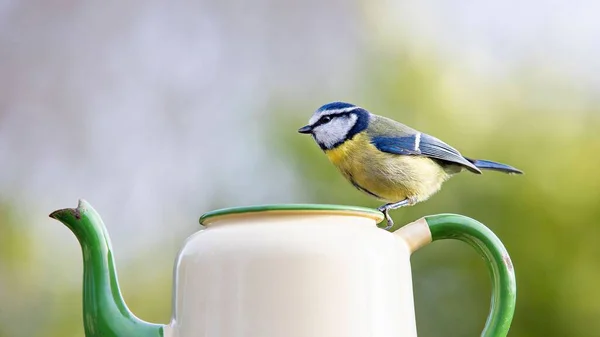 Closeup Blue Tit Perching Tea Pot — Foto de Stock