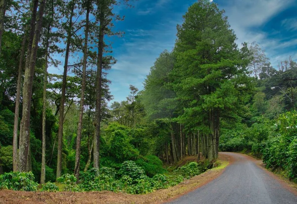 나무들의 길에서 아름다운 — 스톡 사진