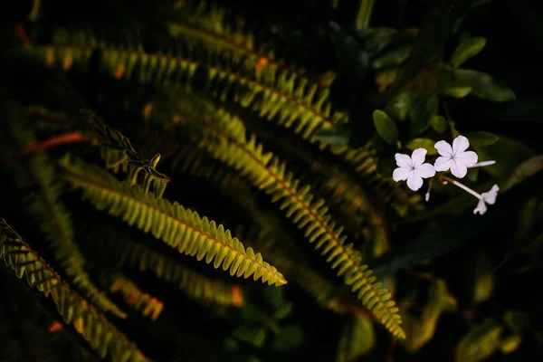 白い小さな花とシダの葉が孤立した背景にクローズアップされています — ストック写真