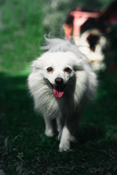 Vertical Cute Japanese Spitz Dog Canis Lupus Familiaris Walking Park — Stock Photo, Image