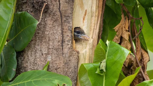 Eine Nahaufnahme Einer Weißwangenbarbe Die Aus Ihrem Nest Einem Baum — Stockfoto