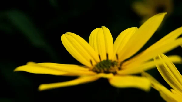 花园里的一朵黄色的花的特写 — 图库照片