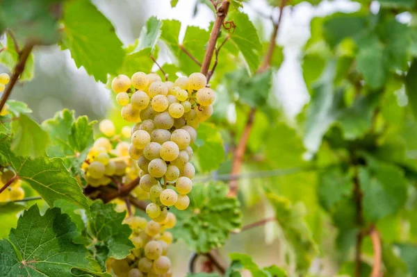 Вид Крупным Планом Кучу Зеленого Винограда Свисающего Растения Винограднике — стоковое фото