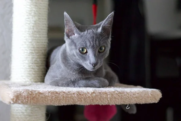 카메라를 스러운 러시아푸른 고양이의 — 스톡 사진
