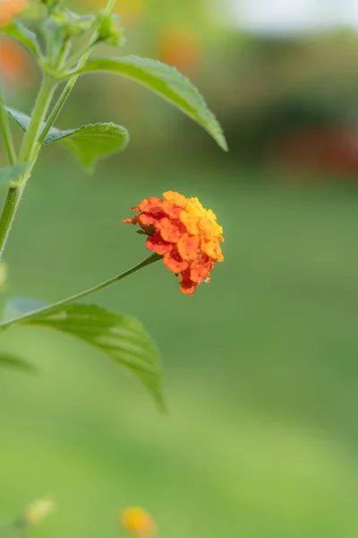 Egy Közeli Kép Egy Narancsszirmú Lantana Virágról Egy Zöld Száron — Stock Fotó