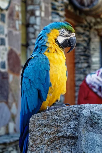 Egy Közeli Függőleges Felvétel Színes Papagájról Kövön — Stock Fotó