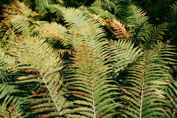 Die Schöne Farnpflanze Blätter Isoliert Auf Einem Dunklen Hintergrund — Stockfoto