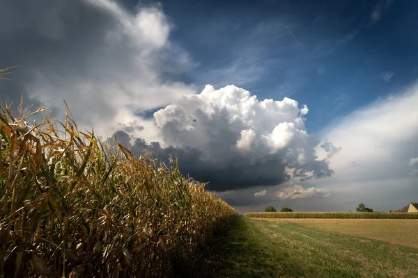Una Nube Esponjosa Cielo Tormentoso Sobre Campo Maíz Campo Verano — Foto de Stock