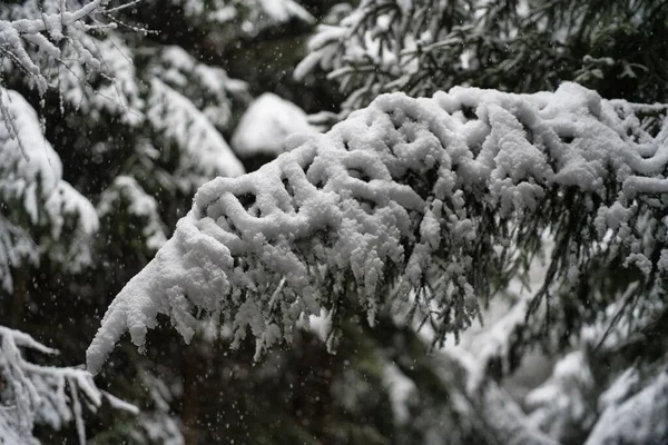 Zbliżenie Ujęcie Śnieżnej Świerkowej Gałęzi Lesie — Zdjęcie stockowe
