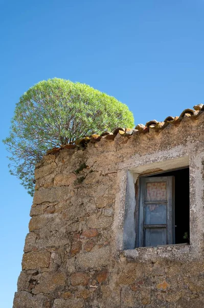 Árvores Cultivadas Telhado Casa Medieval Abandonada Aldeia Lollove Sardenha — Fotografia de Stock
