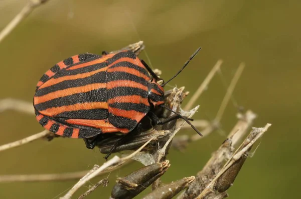 Closeup Graphosoma Lineatum Shield Bug Its Natural Habitat — Stock Photo, Image
