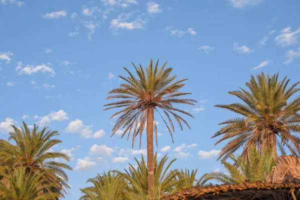 Die Palmen Hintergrund Des Blauen Himmels — Stockfoto