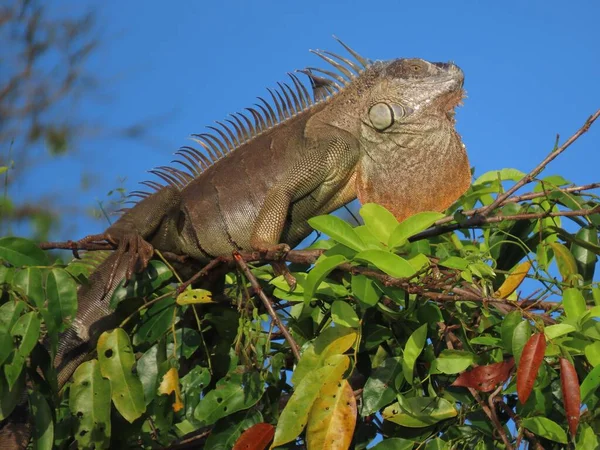 Closeup Shot Common Iguana — стоковое фото