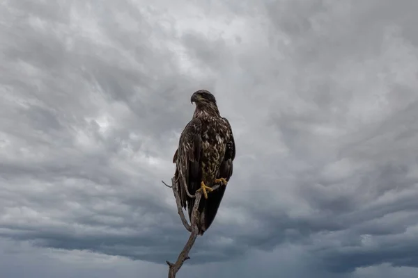 一只鹰栖息在一根棍子上 背后是乌云密布的天空 — 图库照片