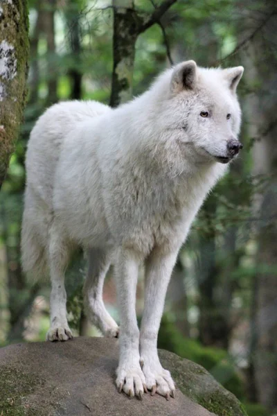 Een Verticaal Schot Van Een Arctische Wolf — Stockfoto