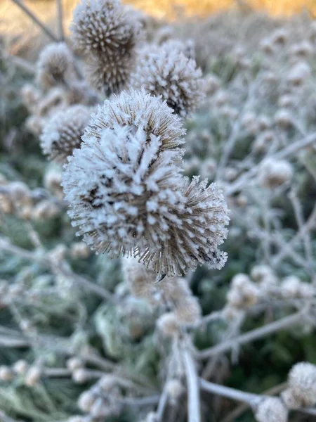 霜に覆われた葉の垂直ショット — ストック写真