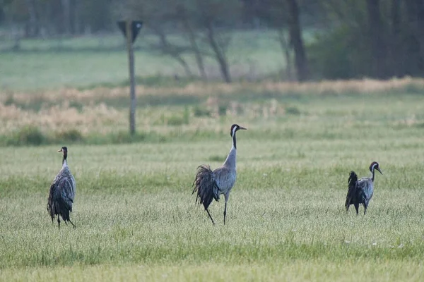 Group Common Cranes Standing Field Green Grass — Stock Photo, Image