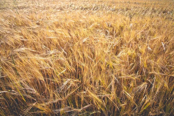 Крупный План Прекрасного Золотого Пшеничного Поля — стоковое фото