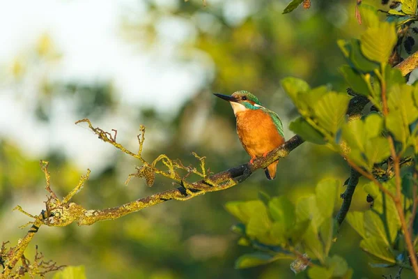 Close Kingfisher Empoleirado Galho Árvore Campo Sob Luz Solar — Fotografia de Stock