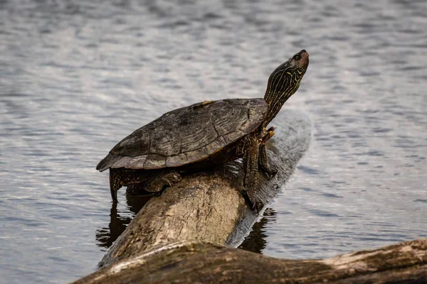 Eine Schildkröte Auf Einem Baumstamm Auf Einem See — Stockfoto