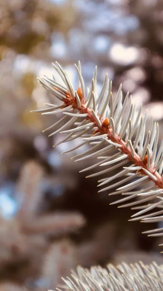 Bulanık Arkaplanda Çam Ağacının Yakın Çekimi — Stok fotoğraf