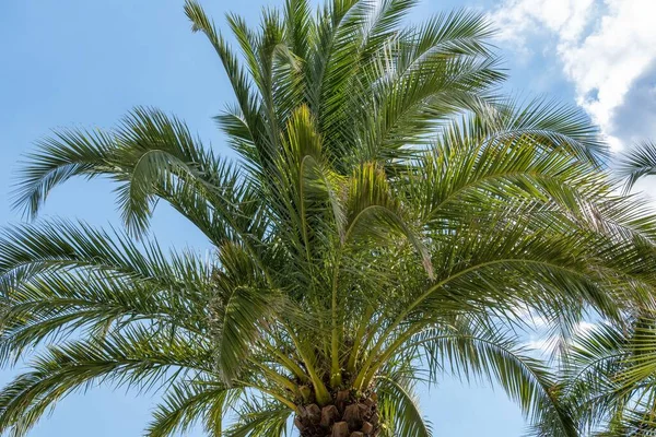 Low Angle Palm Tree Beautiful Branches Blue Sky — Stock Photo, Image