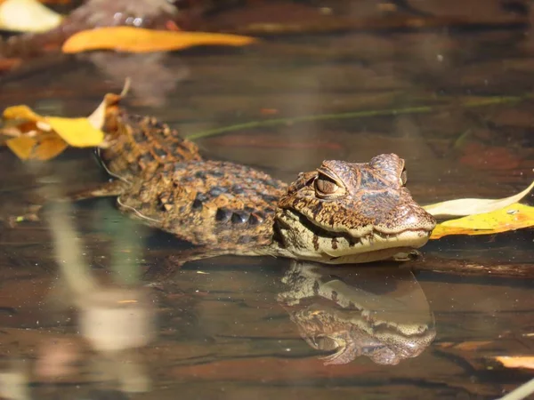 Närbild Ung Alligator — Stockfoto