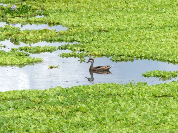 一只野鸭和绿草在池塘里游泳 — 图库照片