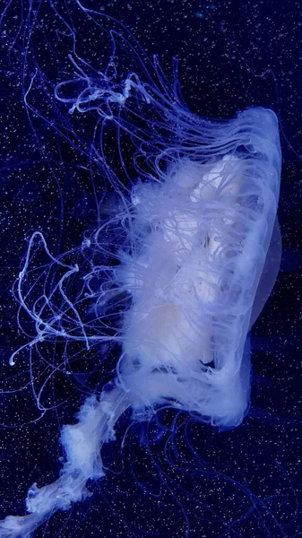 Вертикальный Снимок Медузы Водой — стоковое фото